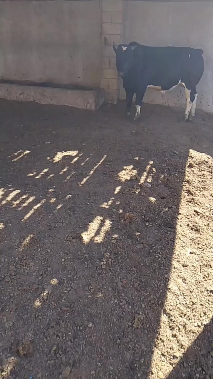 اللهم صل على محمد وال محمد
هذه   الحلقوم ان شاء الله باجر ب محل منعم الكصاب 
سعر الكيلو 12الف بمناسبه  قدوم شهر رمضان المبارك وبيكم خير وتدللون 
نضيف ودرجه اوله يمي يرضي الله ويرضي الناس


**إذا كنت صاحب هذا الإعلان وتريد حذفه لأي سبب، رجاءا أرسل رسالة إلى الدعم الفني**