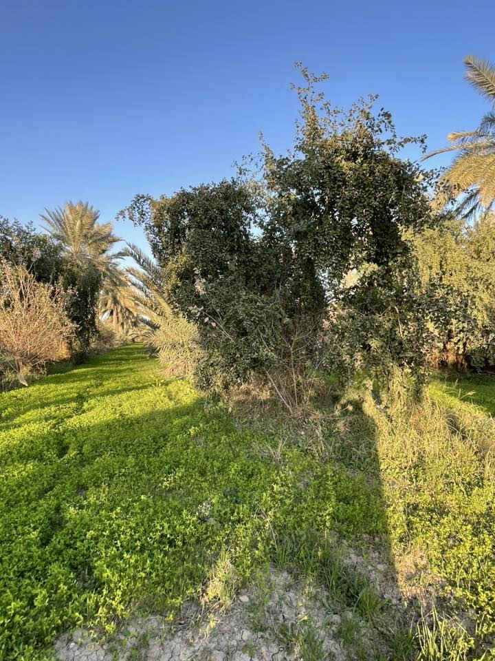 بستان للبيع مساحة ٣ دونم عقد ١١٧ في كربلاء منطقة الزبيلية شارع ام البنين تبعد عن شارع رابط كيلو كافة الخدمات ماء وكهرباء مع كرفان الواجهة 50 متر :/*********** //***********
