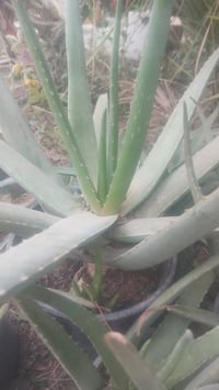 ورود متنوعة • الشمسية والضلية • الخالص حي الزهراء