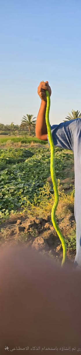 الهم صلي على محمد وآل محمد يوجد بذور خيار عطروزي درجة اولى للاستفسار الاتصال على ***********
