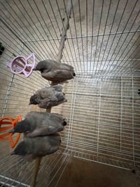 بلابل • بلابل للبيع • عصافير • طير • بلابل امفولات