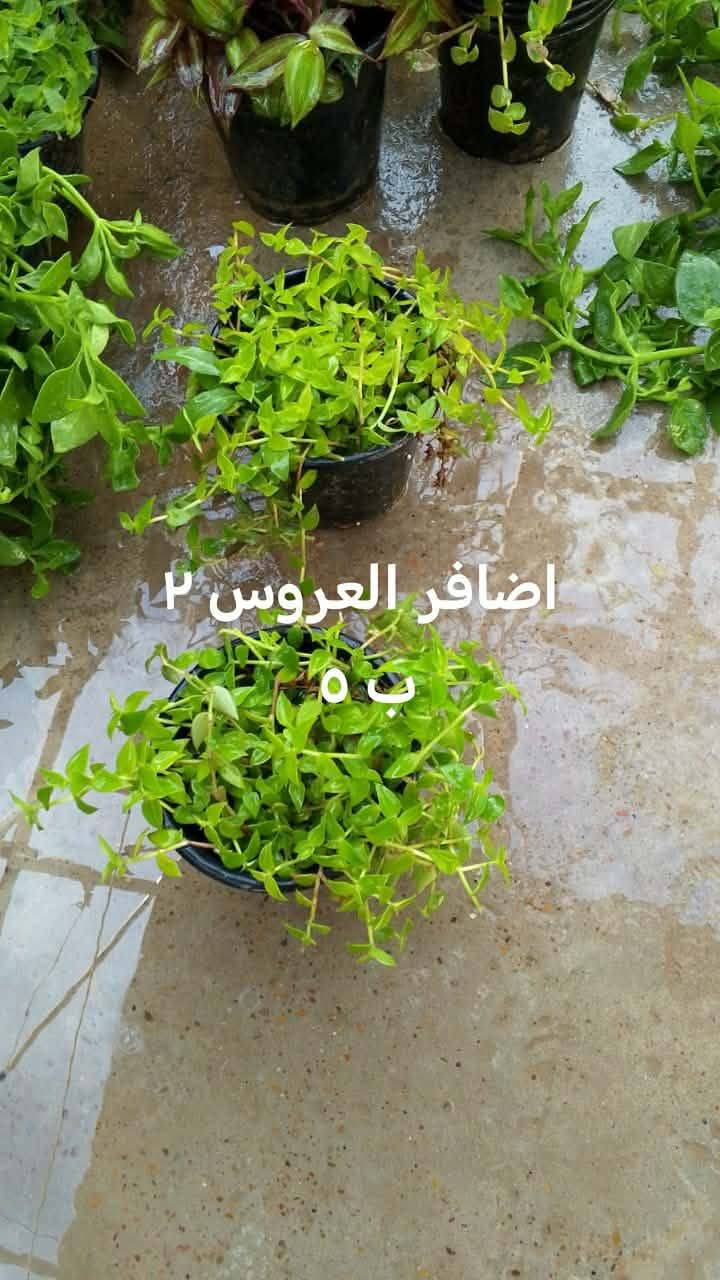 السلام عليكم زبائن الكرام اتوفر نباتات خارجيه للبيع يوجد توصيل داخل بغداد بعض المناطق ♥️🌿🌿🌿🌿🌿🍀🌹🌿🌿🚘🚘🚘🚘


**إذا كنت صاحب هذا الإعلان وتريد حذفه لأي سبب، رجاءا أرسل رسالة إلى الدعم الفني**