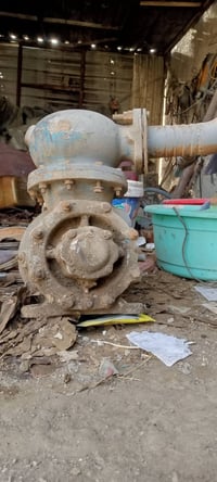 خنزيره للبيع07700676693