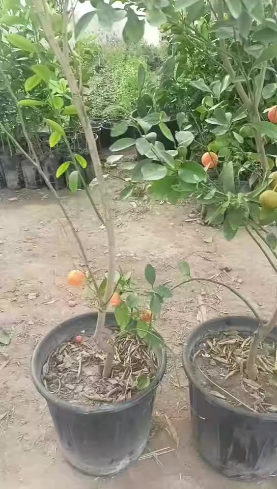 مشتل رسول الزراعي الإنتاج كافة انواع الاشجار الزينه والمثمره 
العنوان بابل مشروع المسيب شارع ابو لجاسم نهايته قرب التفصيخ للسيارات القديمه مشتل رسول الزراعي 
اسعار مناسبه جدا 
الاستفسار الاتصال بناء ***********
