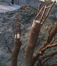 نبكه • تطعيم • ناصريه