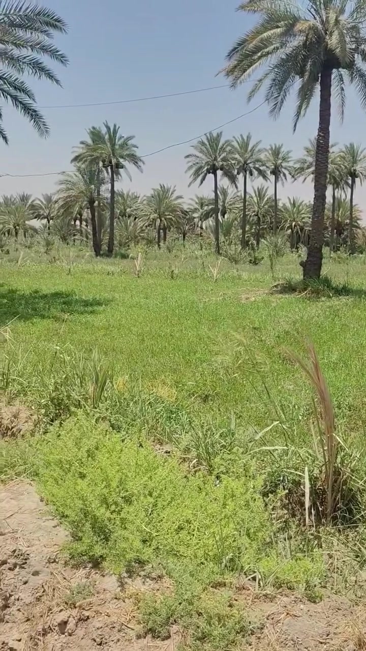 يالله اللهم صلي على محمد وال محمد خمس دوانم للبيع سند ٢٥ تحويل سهم بلطابو فلاحه ملاجه العنوان كربلاء طويريج منطقه شط الله للاستفسار *********** عقارات تاج القمه شارع أربعين مقابيل الطابو
