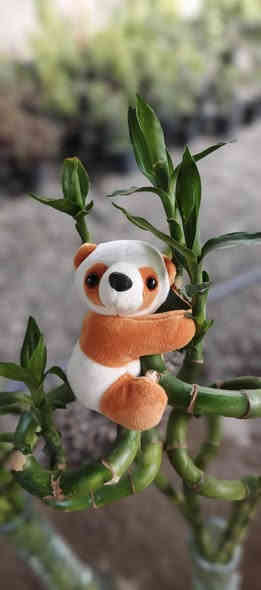 ♦🔥عـرض اليوم بـس يـم مـشـتـل دومـيـز 🩵 
🩵عصا موسى كبير ب2000🔥  عصا موسى صغير ب1500🔥الباندا ب3000 اخر كميه يا اتلحك يا ما اتلحك
شكراً لاختياركم #مشتل_دوميز
جـمـال حـديـقـتـك🖤 يـبـداء مـن مـشـتـل دومـيـز🌳
♦#....بيش يبيعون اني ارخص.منهم💪
♦ العرض مستمر لحين.انتهاء الكميه💥💥💥💥
          💞#مشتل_دوميز💞
♦موصل الايسر •حي الساهرون
♦🔥🖤━شارع_✘✘_المولدات━🩵🔥
       موصل الايسر #حي_الساهرون شارع المولدات
♦✧════•❁❀❁•════✧
للحجز والاستفسار واتساب فايبر
♦***********
✧════•❁❀❁•════✧
متوفر توصيل داخل #الموصل_الحبيبه🩵🫂
♦***********واتساب فقط

#مشتل_دوميز #نباتات_منزلية #نباتات_داخلية #تجهيزات_زرع #نباتات_الموصل #ديكور_نباتي #عشاق_النباتات #نباتات_ظل #نباتات_زينة #موصلنا_خضرا #نباتات_للبيت #تنسيق_نباتات #هدايا_خضراء #نباتات_وعناية #AL_MOSUL
