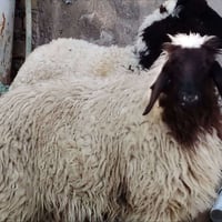 طليان • خشنات وسمان • الديوانية الشامية