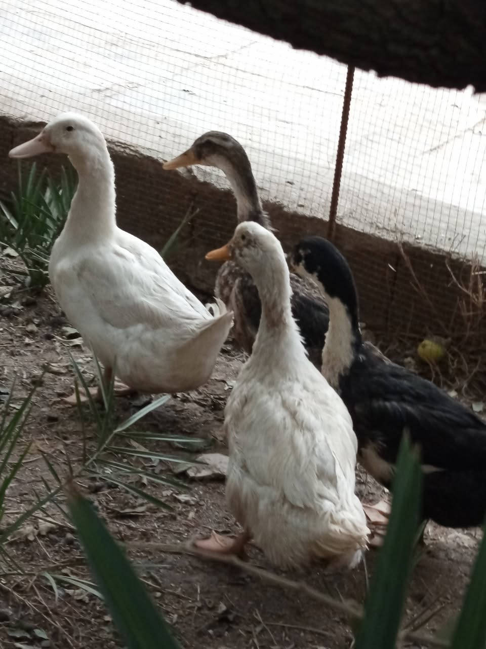 عندي 9 بشوش سعر الزوج 15 الشعيبه


**إذا كنت صاحب هذا الإعلان وتريد حذفه لأي سبب، رجاءا أرسل رسالة إلى الدعم الفني**