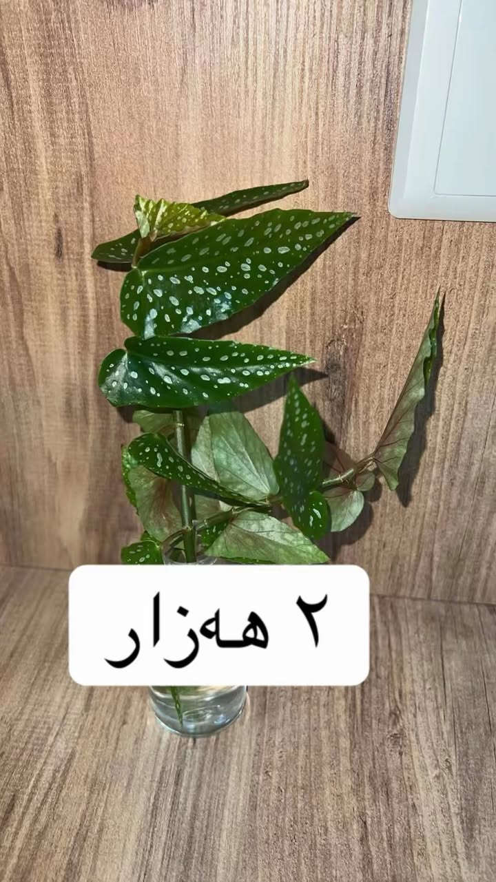 سڵاو ئەم گوڵانە بۆ فرۆشتن نرخیان لەسەر نوسراوە سلێمانی گەیاندن هەیە


**إذا كنت صاحب هذا الإعلان وتريد حذفه لأي سبب، رجاءا أرسل رسالة إلى الدعم الفني**