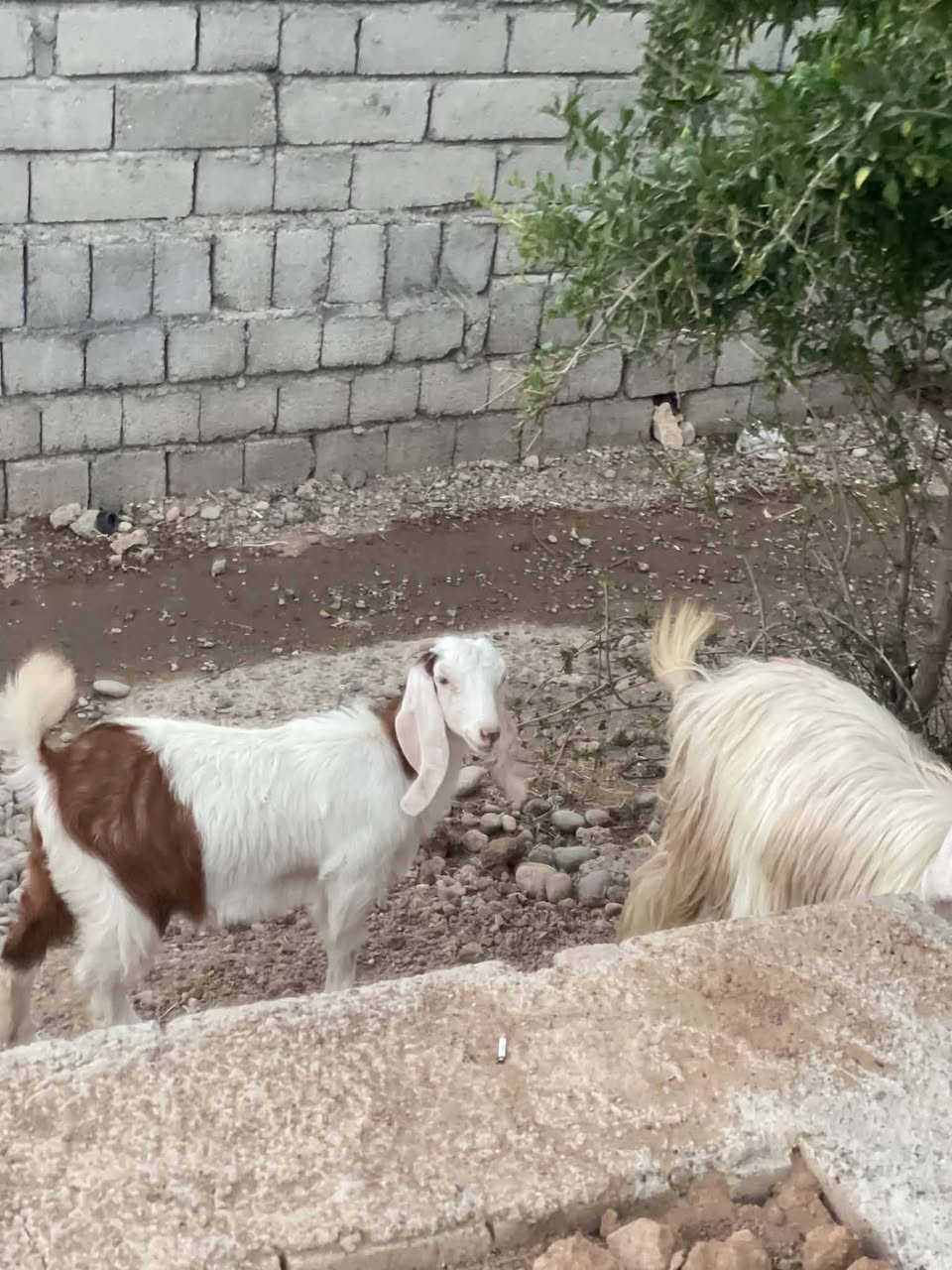 مكلف بلنشر معزة للبيع الاتصال بل رقم ***********
