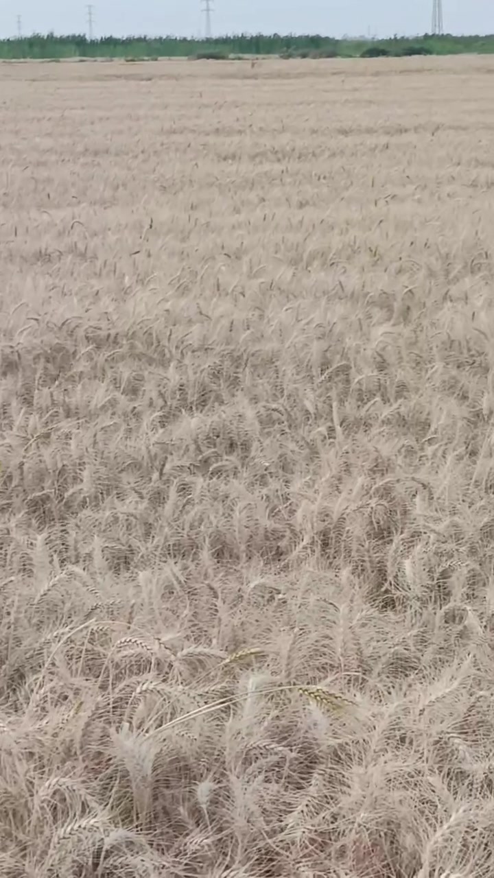 السلام عليكم  متاح
بذور حنطه وفيه جيل ثالث الفرنسيه ام ثلاثه مليون وستميه  درجه اولي 
خاليه من الشوائب والخلط كما موضح في الصوره ادناه السعر 900 الف.
للتواصل الأتصال على الرقم ***********
