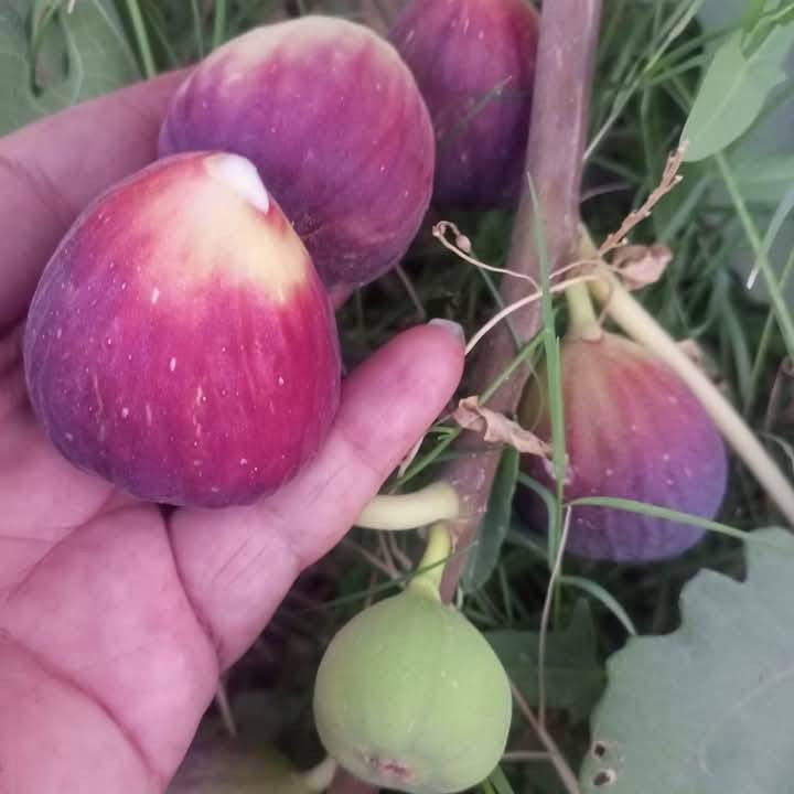 #مشتل_نور_الهدى  **يرحب بكم**
 شتل تين العبيد السعودي
#صنف غزير الإنتاج وطعم عسل مجرب ومزورع في حديثه من قبلنا ويحمل بنفس السنه ومتحمل لظروف الجويه ويمتاز بكبر حجم الثمار
#سعر الشتله 5 ألاف 
#نعطي ضمان بصنف 
اسماعيل. *********** 
احمد.     *********** 
العنوان محافظة الانبار- حديثة صعدة الحي العسكري 
مقابل سالم للادوات الاحتياطية / مجاور فلس ونص
توجد خدمة توصيل
