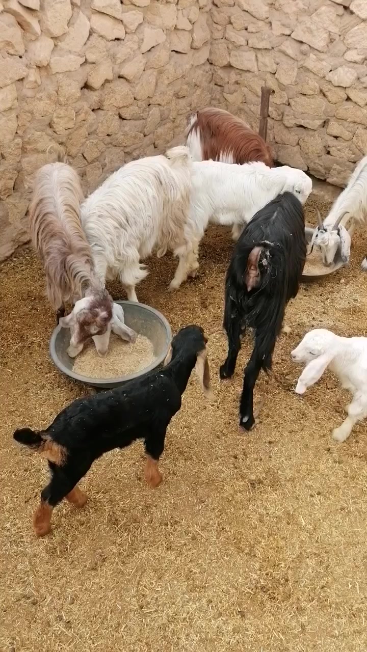 بسم الله الرحمن الرحيم
متاح ٥ جذاع مطافيل وراهن ٣ صخلات وجدايه ٢ معزه حلوات مالات جنيه وهادئات ويفضل حليب وره جداياهن
سعر الزوج ٥٩٠ وبيهن مجال جدا بسيط
المكان حديثه الخفاجيه
*********** يوجد توصيل حسب الاتفاق
