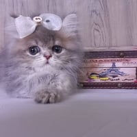 بسم الله ماشاء الله قطط  صحه ونظافه ووزن. شرط الفحص قبل الاستلام  ملتز...