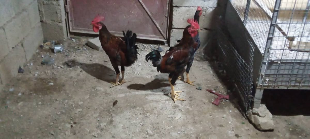 ديوكا ثلاثه مع دجاجه مع بطات اثنين و ديك صغير المكان ديالى سعديه رقم هاتف ***********
