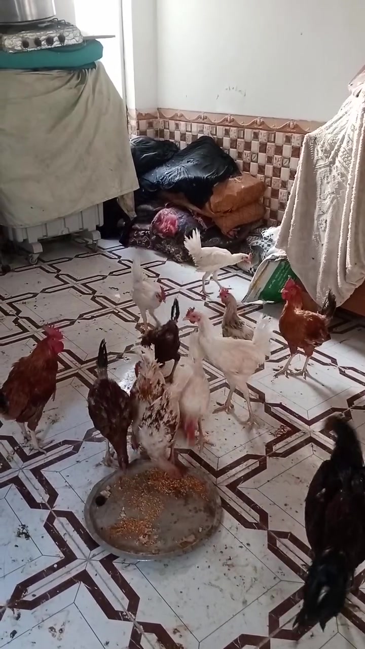 البيع سعر عله 11الوحد قفل ***********
