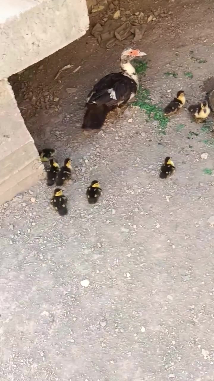 سلام عليكم  شباب عندي انوسه هيه وافراخه عدد 9 سعر 15


**إذا كنت صاحب هذا الإعلان وتريد حذفه لأي سبب، رجاءا أرسل رسالة إلى الدعم الفني**