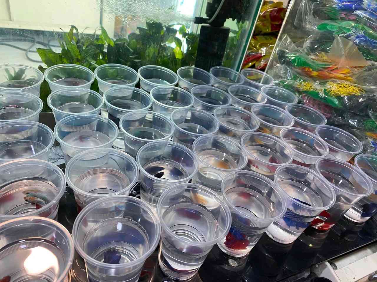 وصول وجبه جديده فايتر هاف مون احجام حشنه 🐠🐠🐠
سعر القطعة ٣ الف ✅
كركوك قادسيه سايد المرور القديم مجاور حلويات الحلواني


**إذا كنت صاحب هذا الإعلان وتريد حذفه لأي سبب، رجاءا أرسل رسالة إلى الدعم الفني**
