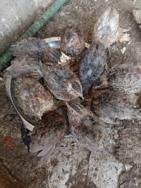 سمان • فقاسة • بيع سمان • بيع فقاسة • تربية سمان • مستلزمات دواجن
