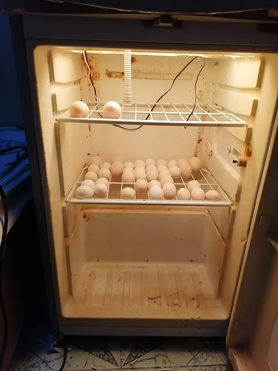 فقاسه من كشر ثلاجه تاخذ اكثر من 200 بيضه توصل لل 300 بيضه سعرها 100 مع المجال البسيط سماوه حي العسكري ***********
