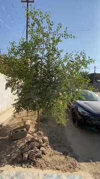 حي الأنوار • ٢٠٠م • طريق تجاري