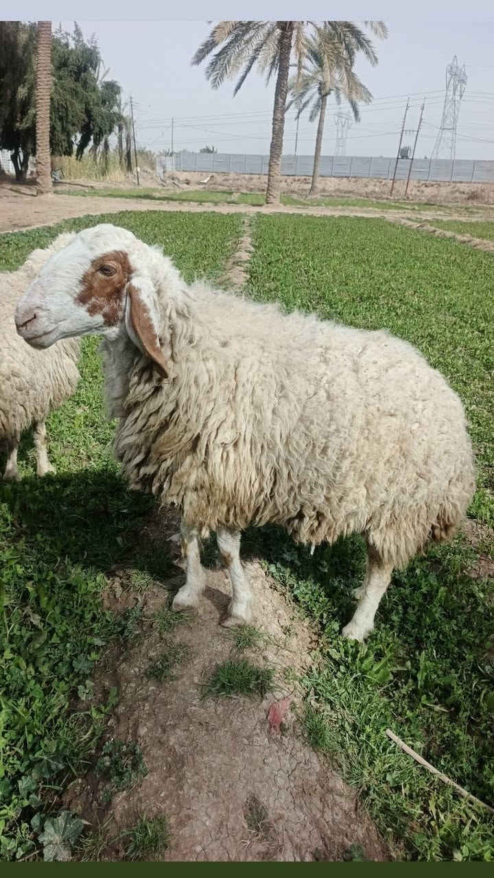 ***********
السلام عليكم متاح نعاج عدد ٢ وحده كريشيه وحده عرجليه 
مكاني بغداد التاجي الي يريدهن يتصل ويدلل
***********
