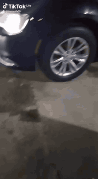 وبامه ١٨ مرمزه ١٩ رقم بغداد تحول ثاني يوم سياره فول عده الفتحه طابه كل...