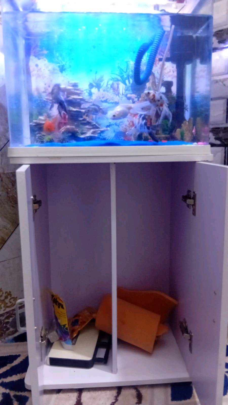 عنوان حي بتول