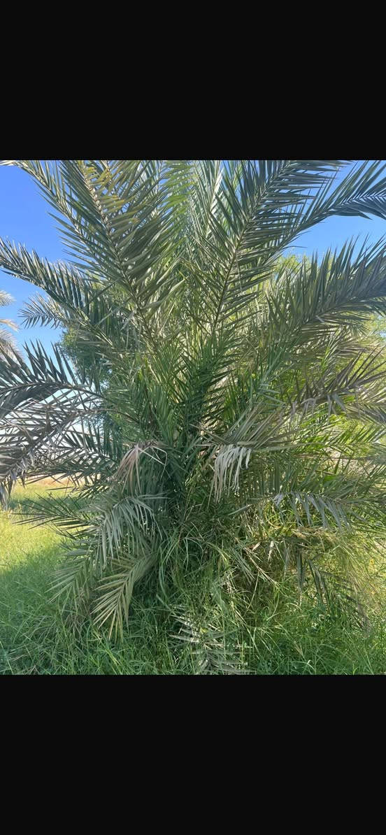 السلام عليكم 
يوجد لديناء فسائل نخيل من (بريم و عمراني  )
 الفسائل ع الشرط الي يريد الشلع بحضوره تمام احبتي 
المنشور للناس الراغبه بالشراء اخواني 
للتواصل *********** ظاهر 
المكان قضاء العلم
