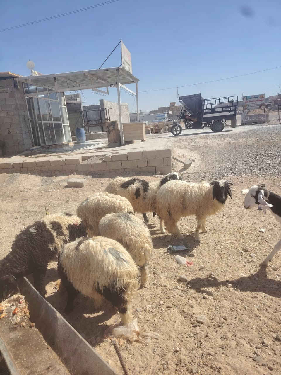 يوجد طليان للبيع  طليان خشنات وسمان المكان تكريت الديوم المحل مالتي مقابيل سوق الجمعه هدا رقمي ***********
