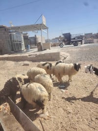طليان • خشنات • تكريت الديوم