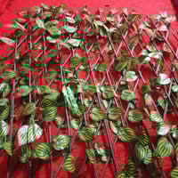 نباتات صناعية • توصيل • أسعار مناسبة