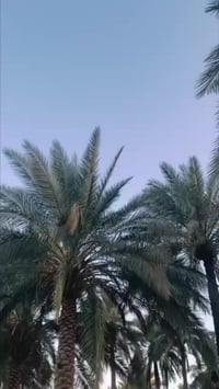 بسكليت • ليومني