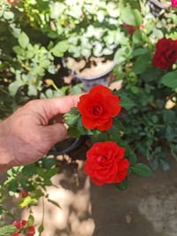 نباتات خارجية • ديالى الخالص • اسواق الحداد