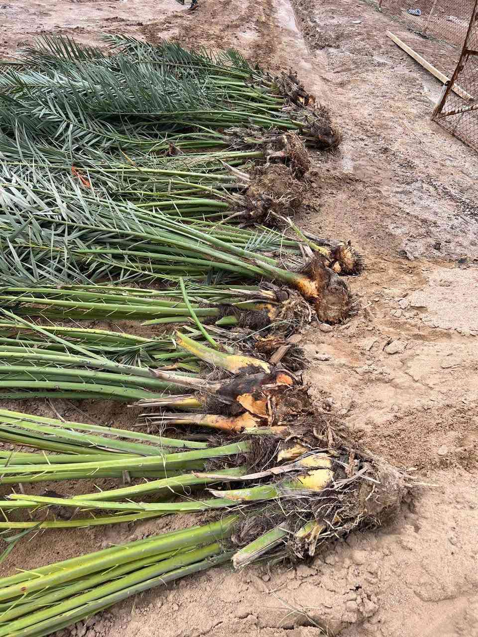 السلام عليكم
تتوفر لدينا فسائل برحي قلع للبيع
للاستفسار الاتصال على الرقم‏ ‪+964 783 499 4275‬‏ البصرة السيبة


**إذا كنت صاحب هذا الإعلان وتريد حذفه لأي سبب، رجاءا أرسل رسالة إلى الدعم الفني**