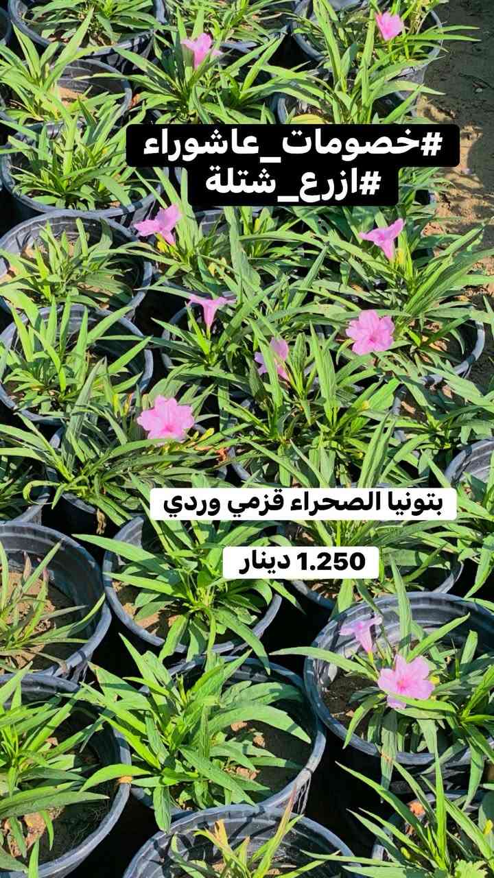 🌳 سلام عليكم جميعاً 🌳

🏴 #خصومات_عاشوراء 🏴

فقرة جديدة ندعم ونحث على زراعة 🌳 شجرة في ايام #عاشوراء_الحسين 

بمناسبة أيام عاشوراء الخالدة، واستلهاماً من قيم العطاء والإصلاح التي جسدها الإمام الحسين (عليه السلام)، يسرّنا أن نعلن عن خصومات عاشوراء الخاصة على مختلف النباتات والأشجار.
ندعو الجميع إلى المساهمة في نشر المساحات الخضراء والتشجير، فغرس شجرة اليوم هو صدقة جارية وأثر طيب للأجيال القادمة.
🌿 خصومات مميزة�🌳 أشجار ونباتات متنوعة�🌱 معاً نحو بيئة أجمل وأكثر خضرة
أهلاً وسهلاً بكم.

((     عن الإمام جعفر بن محمد الصادق قال:

“الزارعون كنوز الأنام، يزرعون طيباً أخرجه الله عز وجل، وهم يوم القيامة أحسن الناس مقاماً وأقربهم منزلة.)) 

( ملاحظة ) الاسعار داخل كل صورة 
تشمل جملة ومفرد ☘️
#ازع_شتلة
#من_اجل_بيئة_نضيفه🌱
#عدم_التصحر 🪾


**إذا كنت صاحب هذا الإعلان وتريد حذفه لأي سبب، رجاءا أرسل رسالة إلى الدعم الفني**
