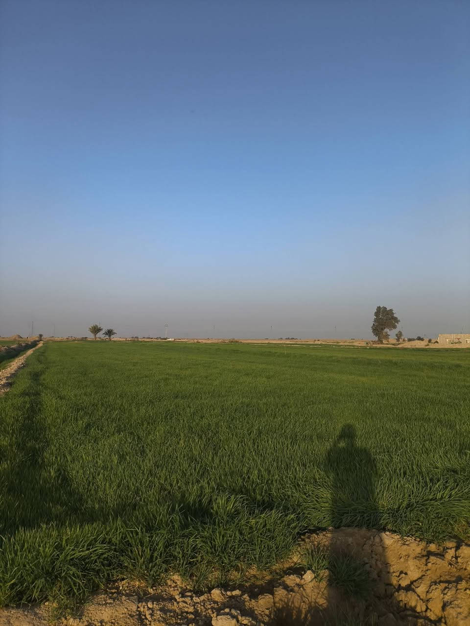 سلام عليكم كاع شروة للبيع 30دونم حنطة مكان رفاعي طريق أبو لماش ***********
