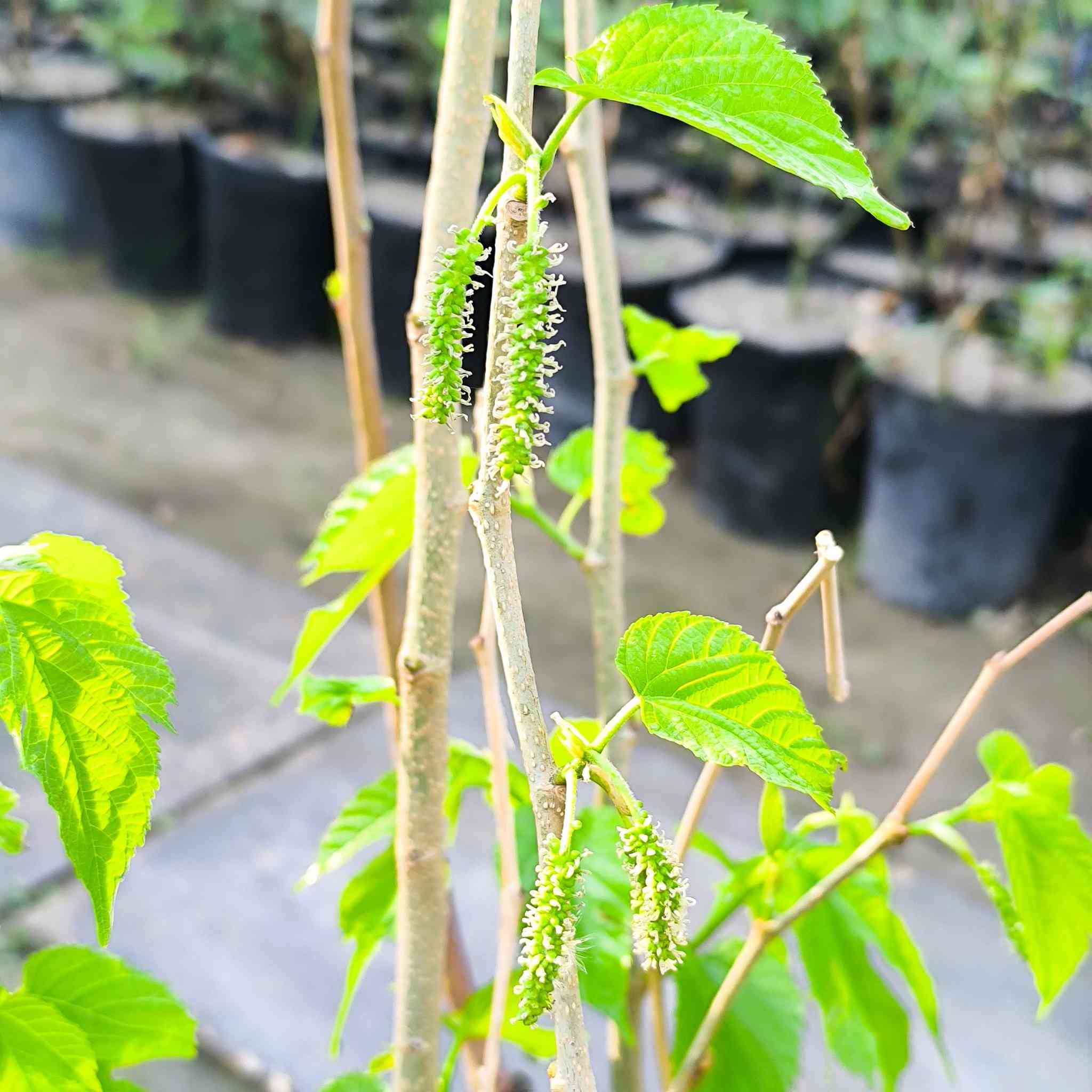 السلام عليكم  ...🌹🌹🌹🍁🍁🍁
لله الحمد وصول وجبه جديده وتشكيله جميله من الزرع..من فواكه ومصدات رياح وزينه ..ودايات  الباذنجان والطماطم والفلفل الحار والبارد والفراوله..التفاصيل اسفل كل صور..للطلب والاستفسار مراسلة الصفحه او الاتصال او واتساب .***********
***********
العنوان محافظة ذي قار .قضاء قلعة سكر ..مدخل الحي العسكري من اتجاه الحي الصناعي 🌾🌾🌾🌼🌼🌼
