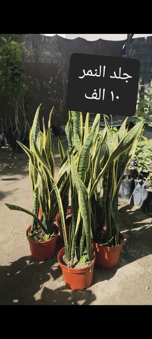 من رخصة 
الادمن نباتات ضليه وخارجيه التوصيل مجاني لمناطق واحياء كربلاء فقط الحجز واتساب  ***********
