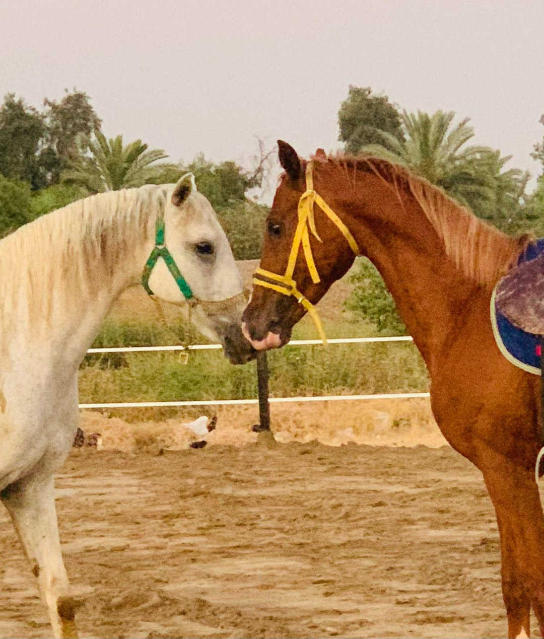 🐎🌟 ساحة جسر الجامعة لركوب الخيل ترحب بكم 🌟🐎
ندعو جميع محبي الفروسية وركوب الخيل لزيارتنا والاستمتاع بأجواء مميزة وتجربة لا تُنسى.

📍 العنوان: تحت جسر الجامعة – باتجاه بلاج العبارة.

🕓 أوقات التواجد: يوميًا من الساعة 4:00 عصرًا ولغاية 11:00 ليلًا.

📞 للاستفسار والحجز: 0777158891

🌿 نورتونا وتشرفونا بزيارتكم، وأهلًا وسهلًا بالجميع. بانتظاركم لقضاء أجمل الأوقات مع الخيل، ونسعد باستقبالكم دائمًا. 🐎🤍


**إذا كنت صاحب هذا الإعلان وتريد حذفه لأي سبب، رجاءا أرسل رسالة إلى الدعم الفني**