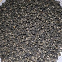 يوجد بذور باميه كف الطير الكيلو 10 درجة اولى الاتصال على رقم ‏‪0782486...