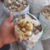 يتوفر لدينا بذور ثوم عجم درجه اولى ... للإستفسار الاتصال على 078281290...
