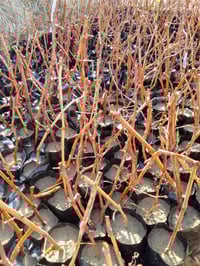 شتلات عنب • ١٥٠٠ شتله • بابل