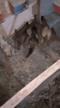 متاح خمس دجاجات 4يبضن وحده كاركه ملقحات ومهات ***********
