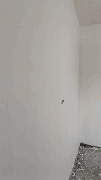 اسطة لبخ وبياض شغل درجة اولى مساطر كبان زوايا عدله موس وبياض شغل حلو شغل هندسي 
سعر المتر لبخ وبياض ب 6000
بس لبخ  4000 
بس بياض 2000 
رقم الهاتف ***********
***********
متفرغ حالياً
