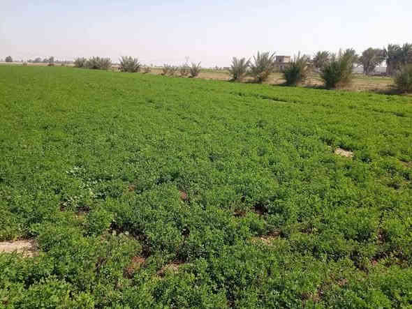 دونم طابو سند 25 تحويل🌹🌹
يوجد دونم و 500 متر  طابو للبيع 
واجهية  40 متر 💚💚
الدونم خدماتة كاملة من كهرباء 
ومي 24 ساعة  وتبليط   ومدارس ومنطقة سكنية 
الدونم في ابوغريب  ناحية  الزيدان منطقة الفارس 
دقيقتين عن السوق الزيدان  
ربع ساعة  ( 15 دقيقة عن المنصور ساحة القاء)  

السعر 50 مليون  😍

 الاستفسار مراسلة الصفحة او الواتساب ***********
