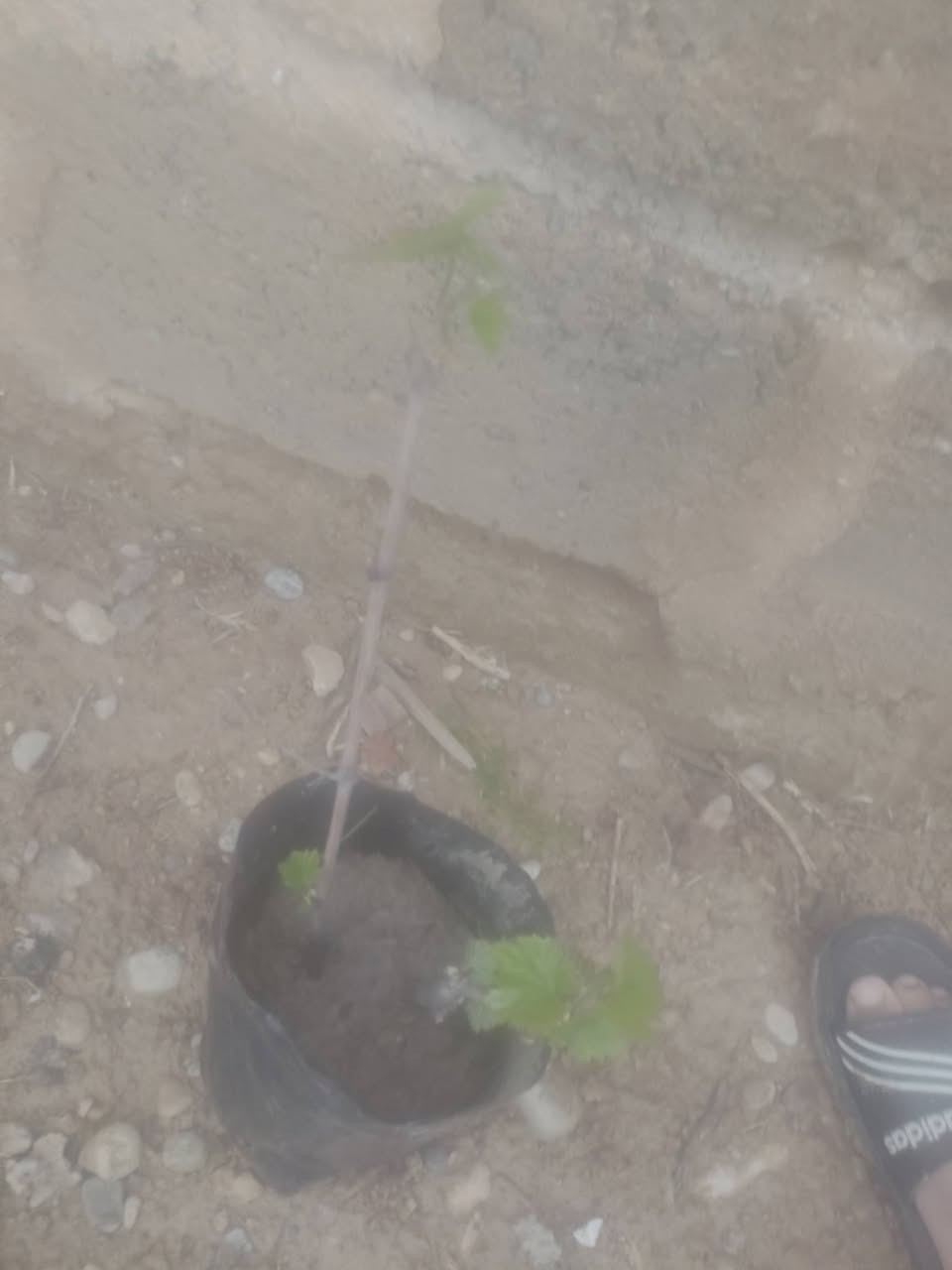 السلام عليكم  يوجد اشجار تين اسود واحمر واصفر 
ويوجد عنب🍇  اسود واخضر 
و يوجد زعرور  ويوجد عرموط  
ويوجد كاكي  ويوجد ورد 
ويوجد توت  ويوجد رمان 
اي شجر تعجبك بالف 1000دينار


**إذا كنت صاحب هذا الإعلان وتريد حذفه لأي سبب، رجاءا أرسل رسالة إلى الدعم الفني**