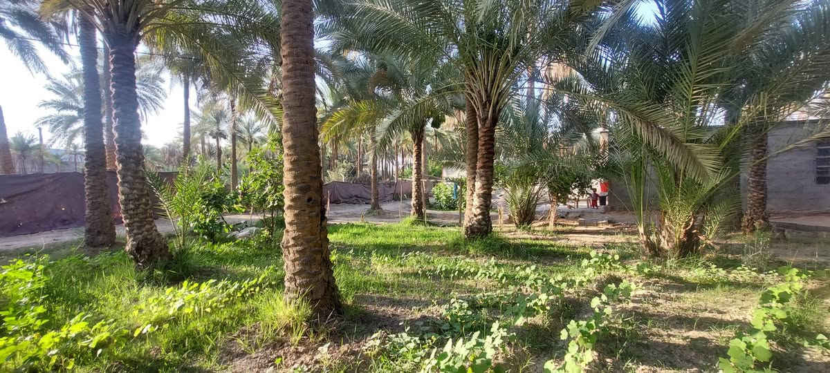 قطعه 300م طابو ملك صرف
تحويل أسهم او إقرار  في شارع الحافظ قرب مشاتل العتبه 
تبعد عن تبليط الحافظ ٩٠متر كافه الخدمات متوفره 
ملاحضه اني صاحب العقار للاستفسار/***********
السعر /٩٠وبيه مجال
