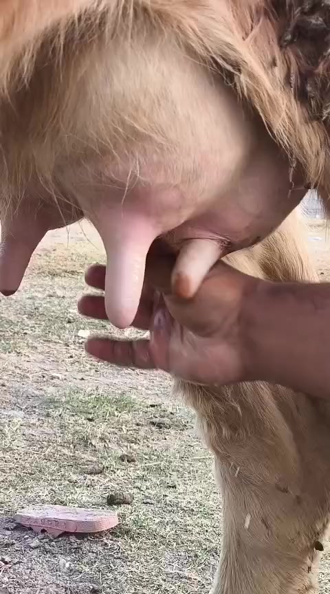 ياالله اللهم صلى على محمد وال محمد مطفل سمنتال متعهد كافه شروط الجني وراها حوليه  عليه عشار 4 اشهر متعهد من كل عيب شرط الحليب وقتين والدسمه خشانيه فكار ماعون شطر دابه فاخرة مكان بغداد ابي غريب شراي يتصل
واتس ***********
*********** يوجد توصيل حسب الاتفاق
